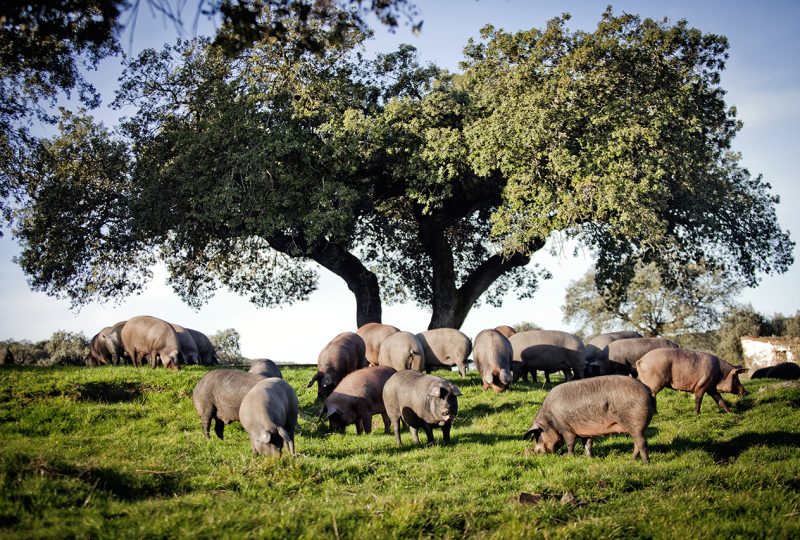 veta59 dehesa cerdos 3