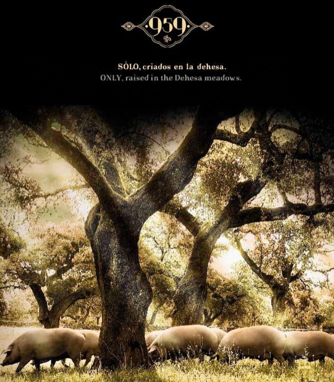 Paleta Ibérica (100%) de Bellota 959 Consorcio de Jabugo. - Imagen 3